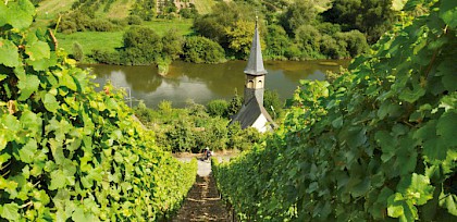 Weinberge am Main im Fränkisch-Weinland, © FrankenTourismus/FWL/Hub