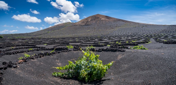 La Geria Lanzarote