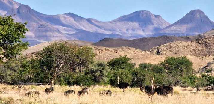 Namibia Strausse in der Region Twyfelfontein